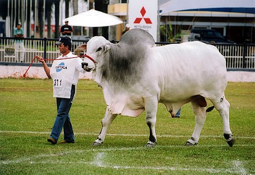 Feriado OB na Expoinel Uberaba 2004 - Grande Campeo