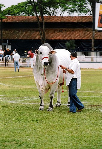 Feriado OB na Expoinel Uberaba 2004 - Grande Campeo