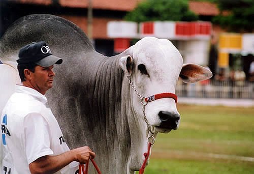 Feriado OB na Expoinel Uberaba 2004 - Grande Campeo