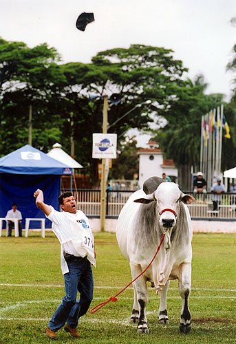 Homenagem a Joo da Cruz, o melhor tratador do pas e sua equipe da Marca OB