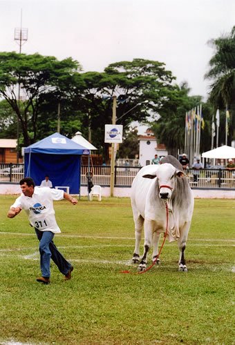 Homenagem a Joo da Cruz, o melhor tratador do pas e sua equipe da Marca OB