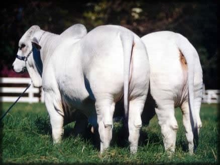 Mr OB TE 36 e Miss OB TE 35, Campees Prognie de Me da 1 ExpoBrahman